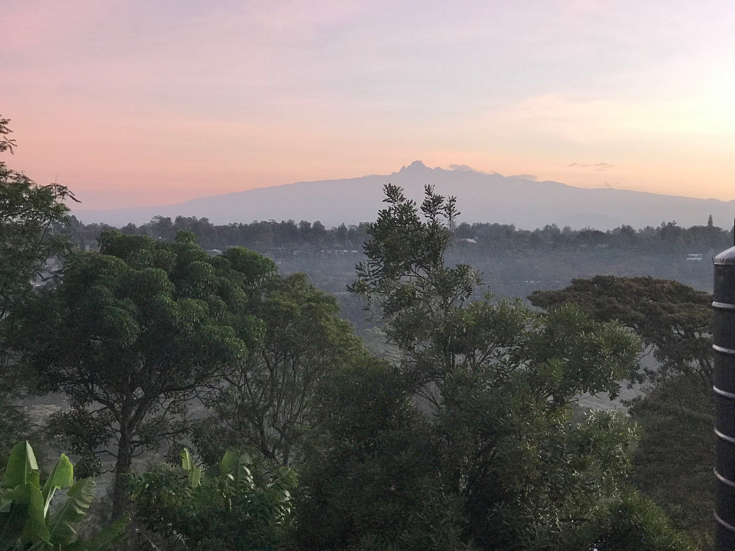 Dhana Kenya AA Coffee - Light Roast