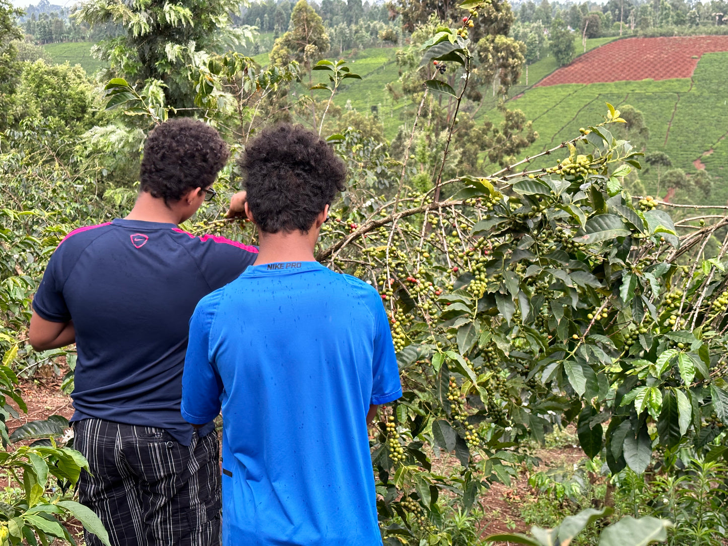 Bahari Kenya AA Coffee - Medium Roast